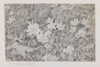Anemones, 15th April, 1867 by Robert B. Brandegee